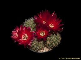 Sulcorebutia caracarensis AW133 3305